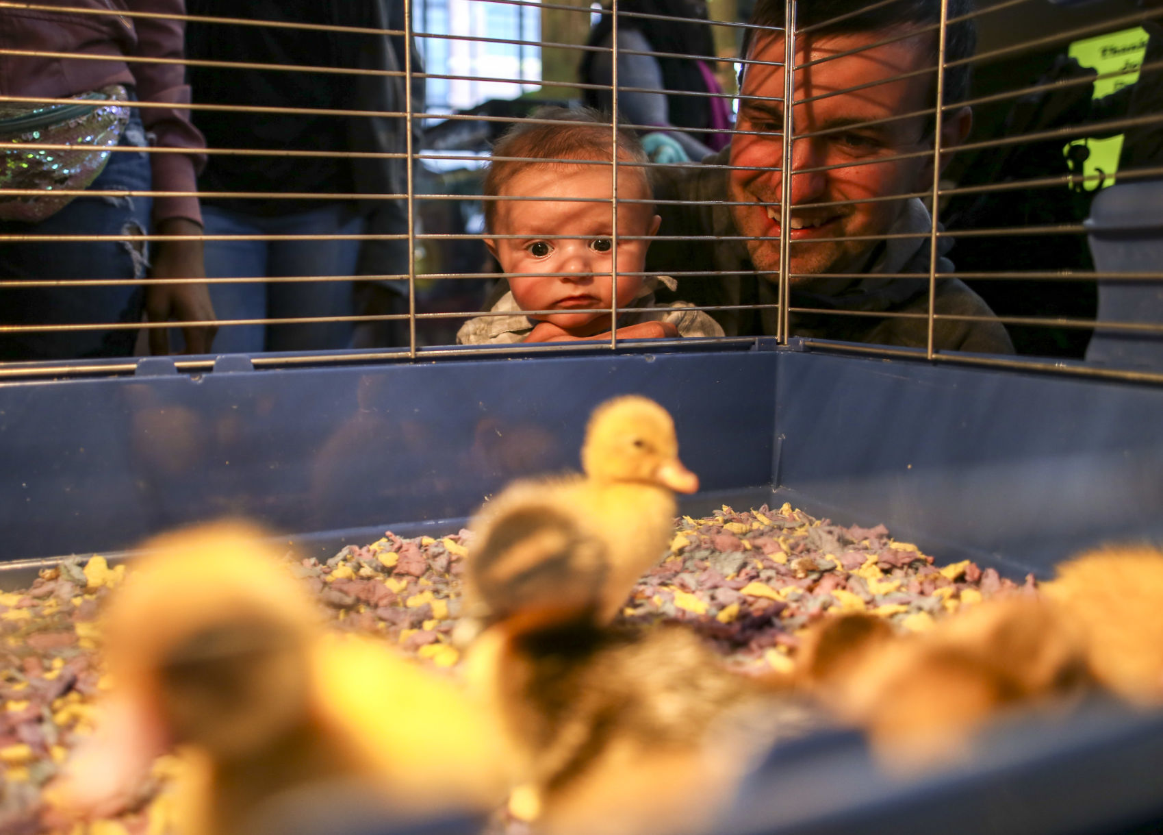 Darling ducklings